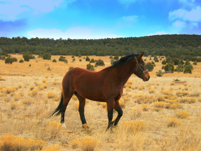 Horse